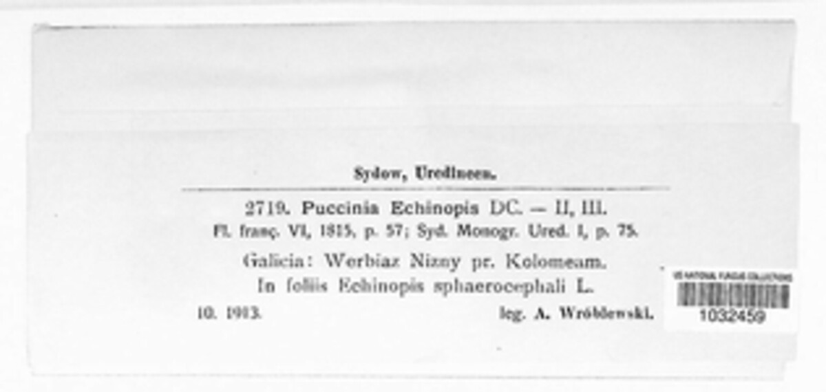 Puccinia echinopis image